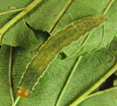 Pachyprotasis antennata