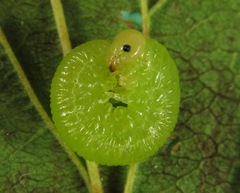 Pachyprotasis antennata