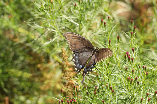 Eastern Tiger Swallowtail