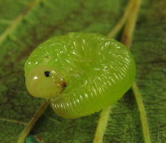 Pachyprotasis antennata