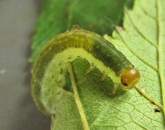 Pachyprotasis antennata