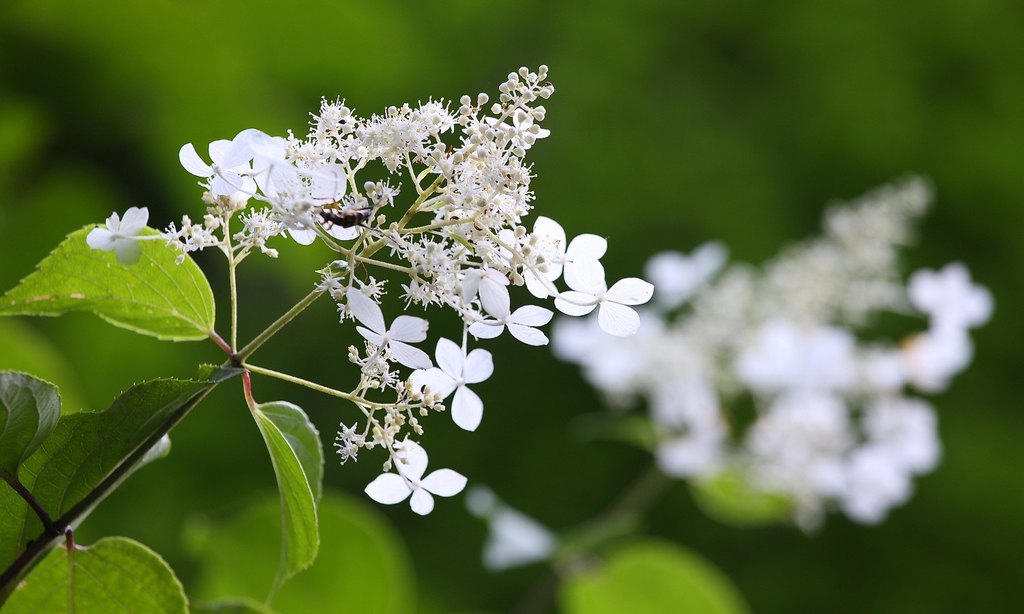 Hydrangea paniculata