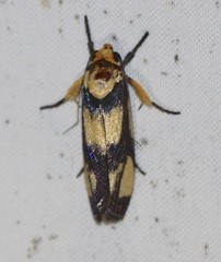 Xylorycta heliomacula