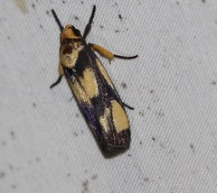 Xylorycta heliomacula