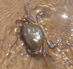 Potamonautes warreni