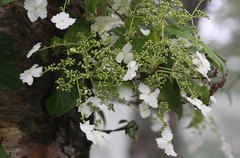 Hydrangea petiolaris