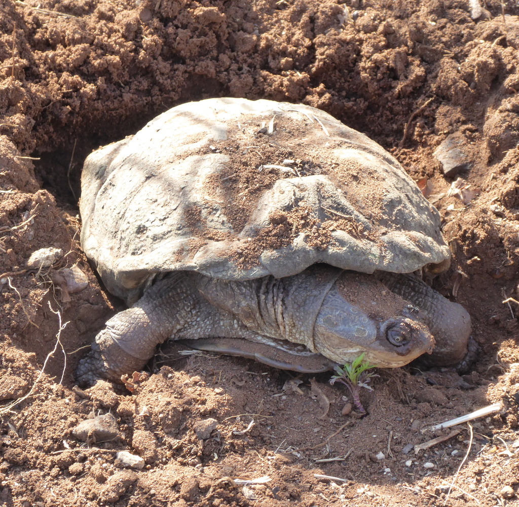 Cape Terrapin from Westdene, Benoni, 1501, South Africa on November 03 ...