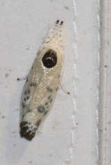 Arignota stercorata
