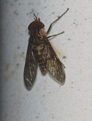 Tabanomorpha