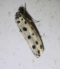 Ethmia sphaerosticha