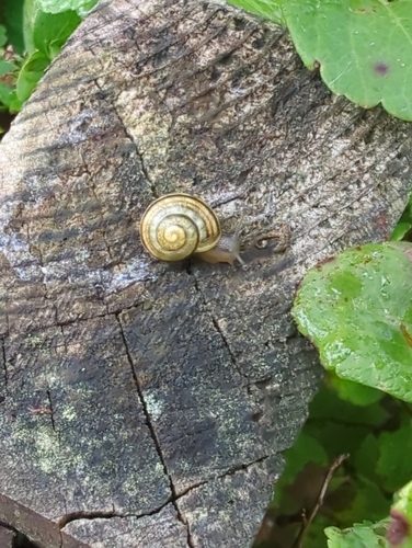 Cepaea
