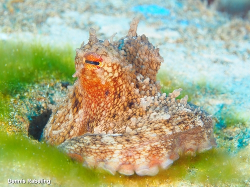 Common Octopus