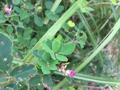 Lespedeza cyrtobotrya