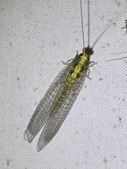 Calochrysa extranea