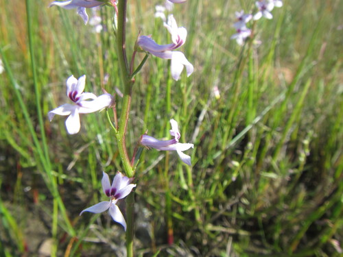 Field Baroe (Cyphia campestris)