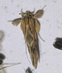 Stathmopoda castanodes