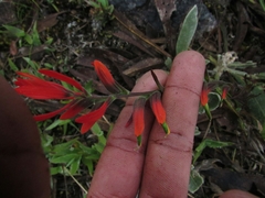 Castilleja integrifolia