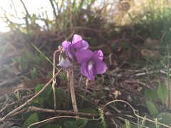 Rostratae