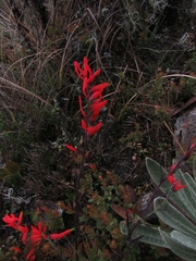 Castilleja integrifolia