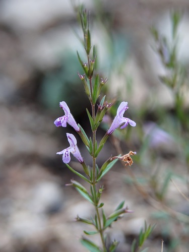 mock pennyroyal (Hedeoma hyssopifolia)
