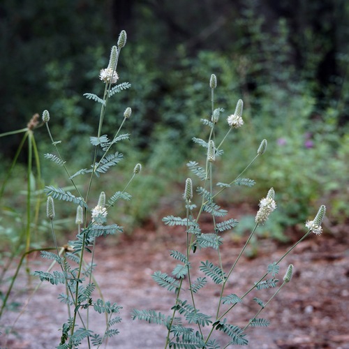 Whiteflower prairie clover (Dalea albiflora)