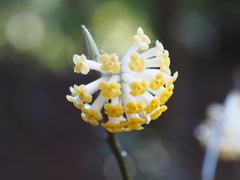 Edgeworthia chrysantha