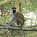 Hilgert's Vervet Monkey - Photo (c) Mike Plagens, some rights reserved (CC BY-NC), uploaded by Mike Plagens