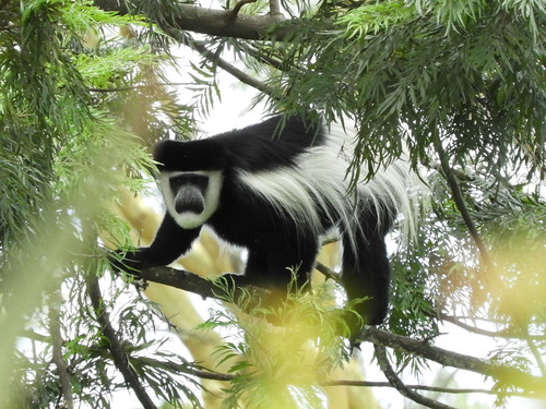 Mantled Guereza