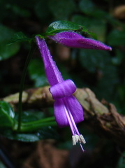 Image of Dicliptera iopus