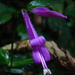 Dicliptera iopus - Photo (c) Anita Gould, algunos derechos reservados (CC BY-NC), subido por Anita Gould