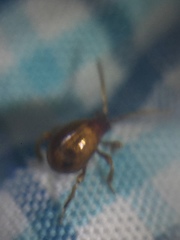 Gibbium aequinoctiale