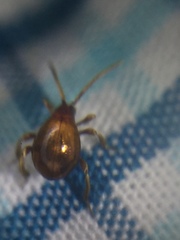 Gibbium aequinoctiale
