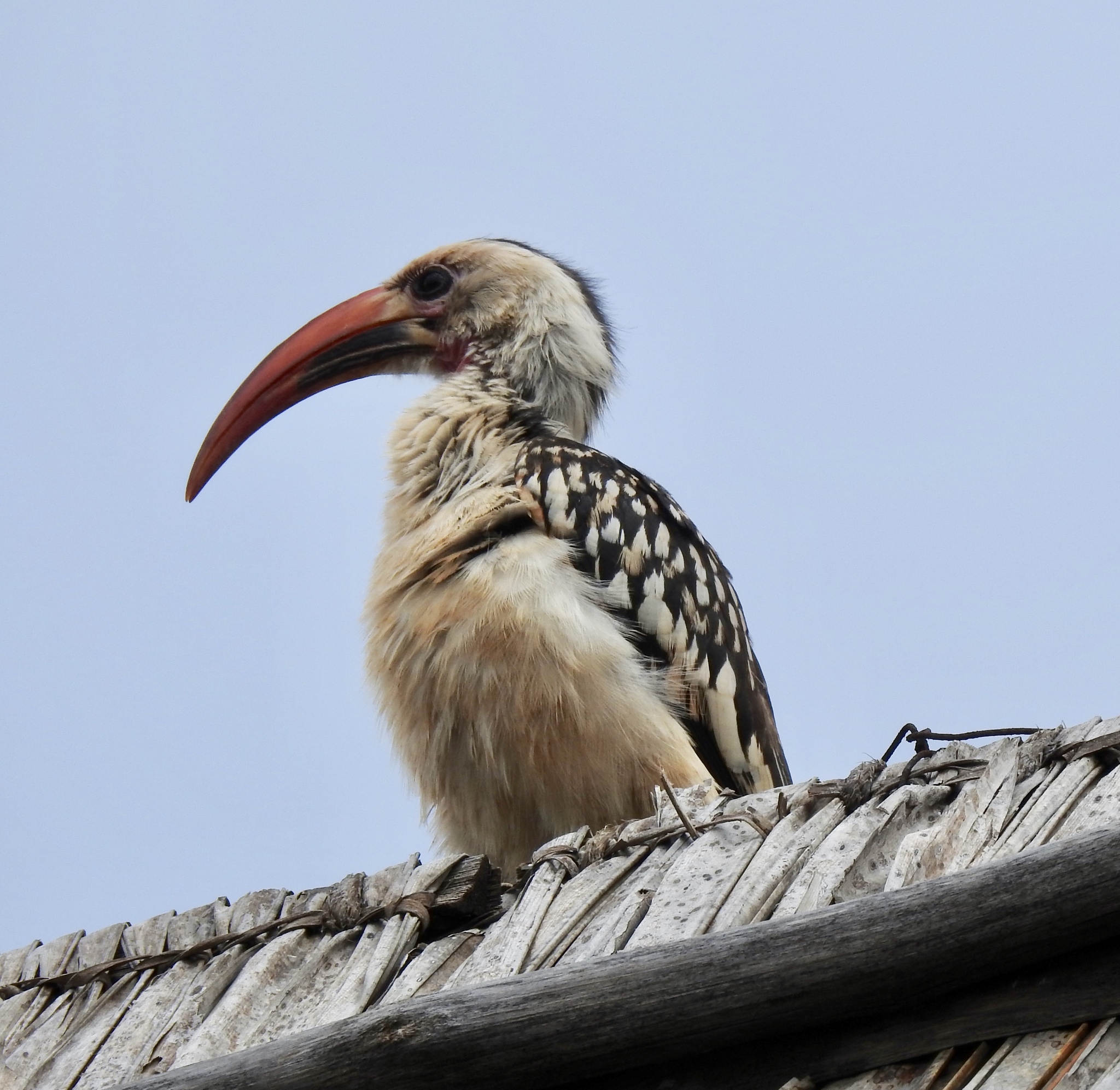 Northern Red-billed Hornbill illustration