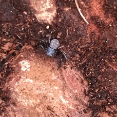 Coriarachne depressa