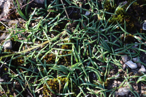 Drimia convallarioides