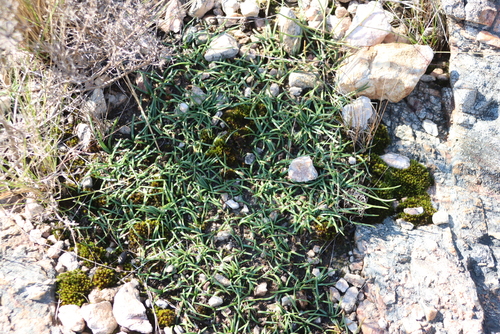 Drimia convallarioides