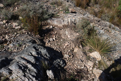 Drimia convallarioides
