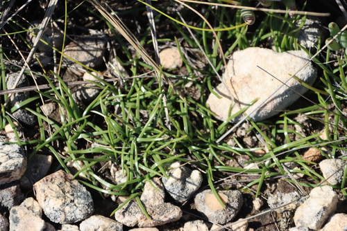 Drimia convallarioides