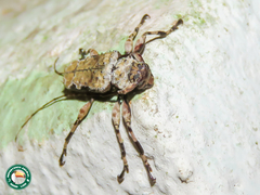 Oreodera glauca