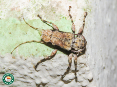 Oreodera glauca