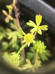 Ranunculus amphitrichus