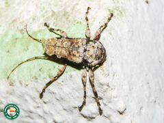 Oreodera glauca