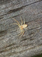 Philodromus rufus