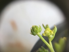 Ranunculus amphitrichus