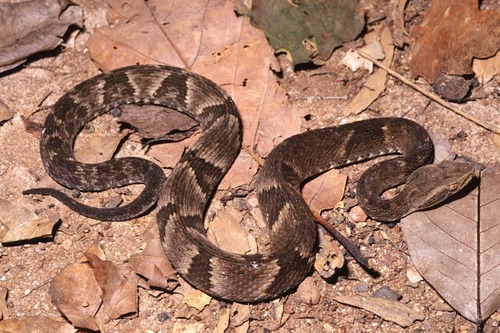 Photo of a Alcatrazes Lancehead (Bothrops alcatraz)