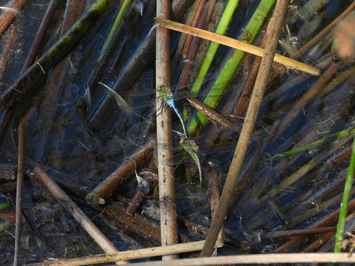 iNaturalist observation photo of Common Green Darner