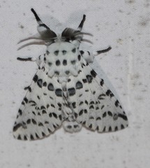 Kamalia australis