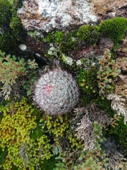 Mammillaria gilensis