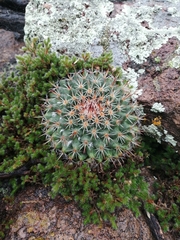 Mammillaria wagneriana