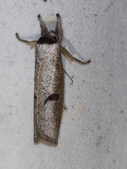 Pilostibes stigmatias